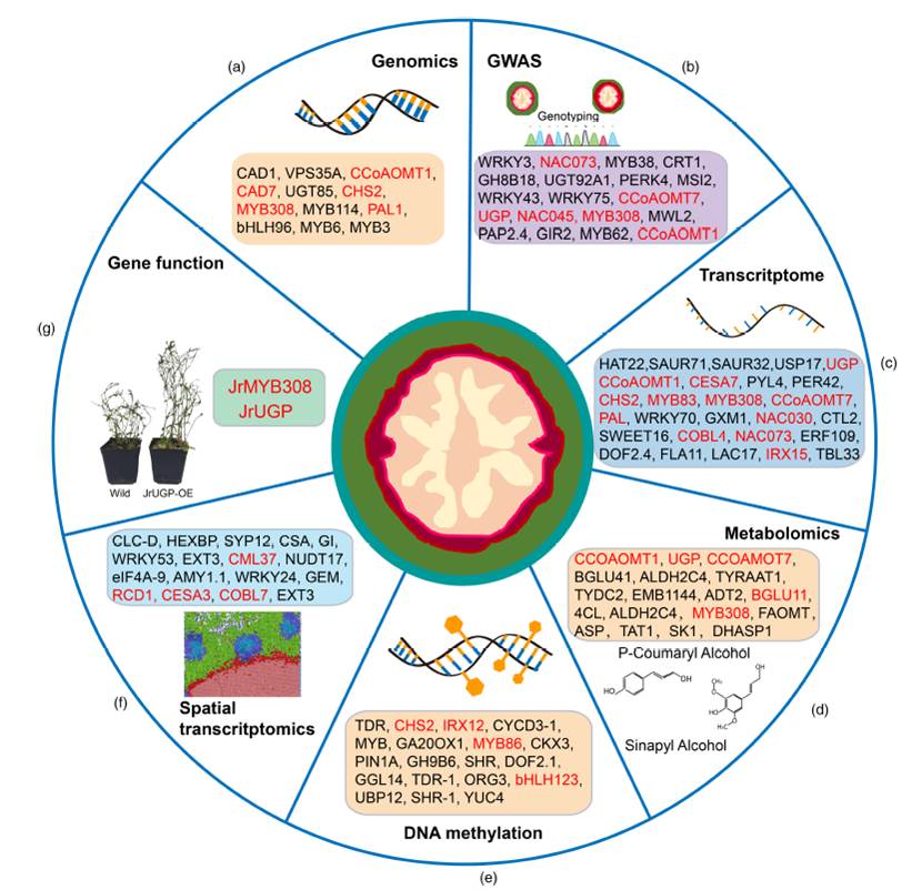 图示 AI 生成的内容可能不正确。